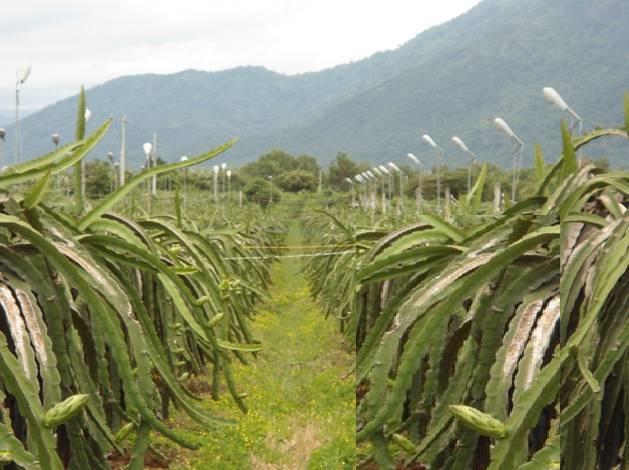 Đột phá dùng đèn cao áp trong trồng thanh long